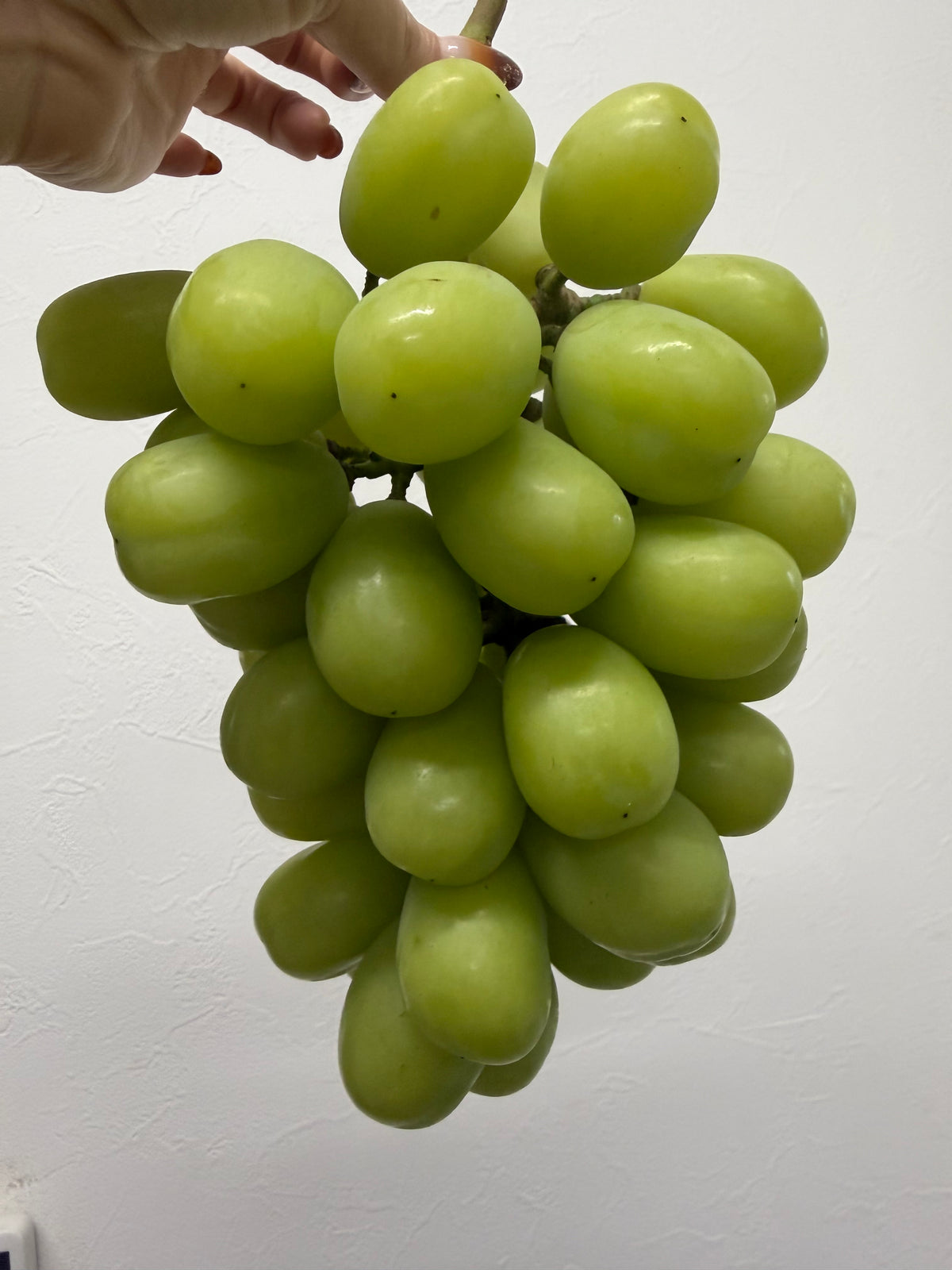 バラ品種MIX (1.2Kg)